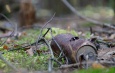 Landelijke Opschoondag op zaterdag 24 maart verroest blikje in de natuur