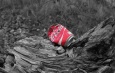 Uitdaging om te helpen bij zwerfvuilactie gedeukt Coca Cola blikje op boomstronk, gekleurd afvalblikje met achtergrond in grijstinten