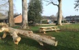 Officiële opening Park De Braamberg boomstam en bankje in park
