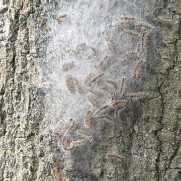 nest eikenprocessierupsen