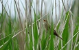 Inloopavond projectplan voormalig slibdepot vogel in het riet