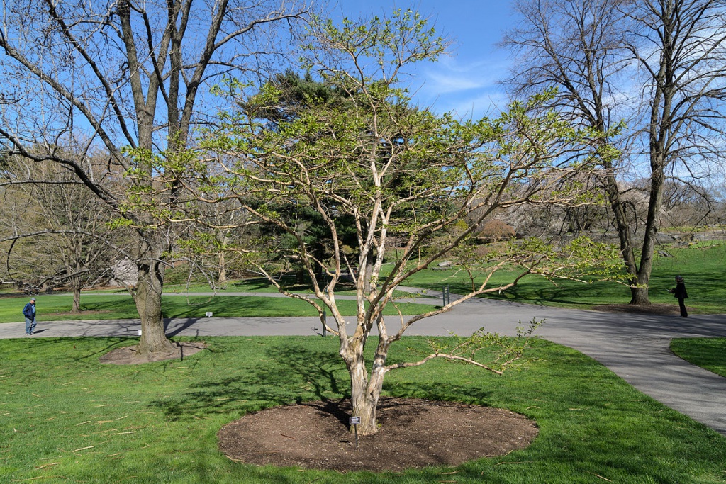 Zevenzonenboom in het park