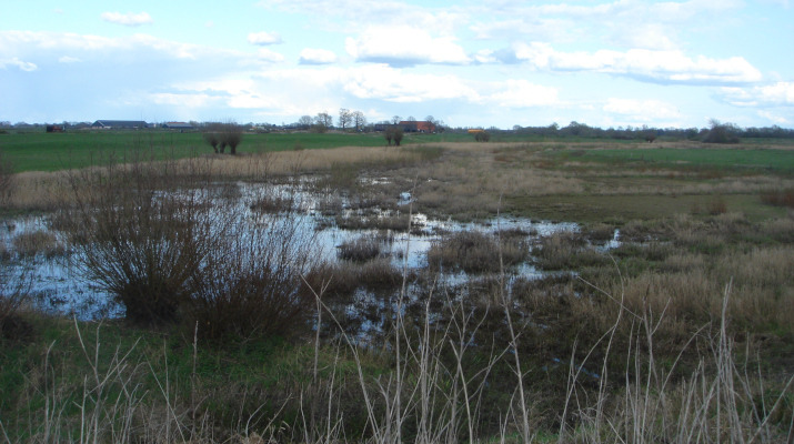 moerassig natuurgebied